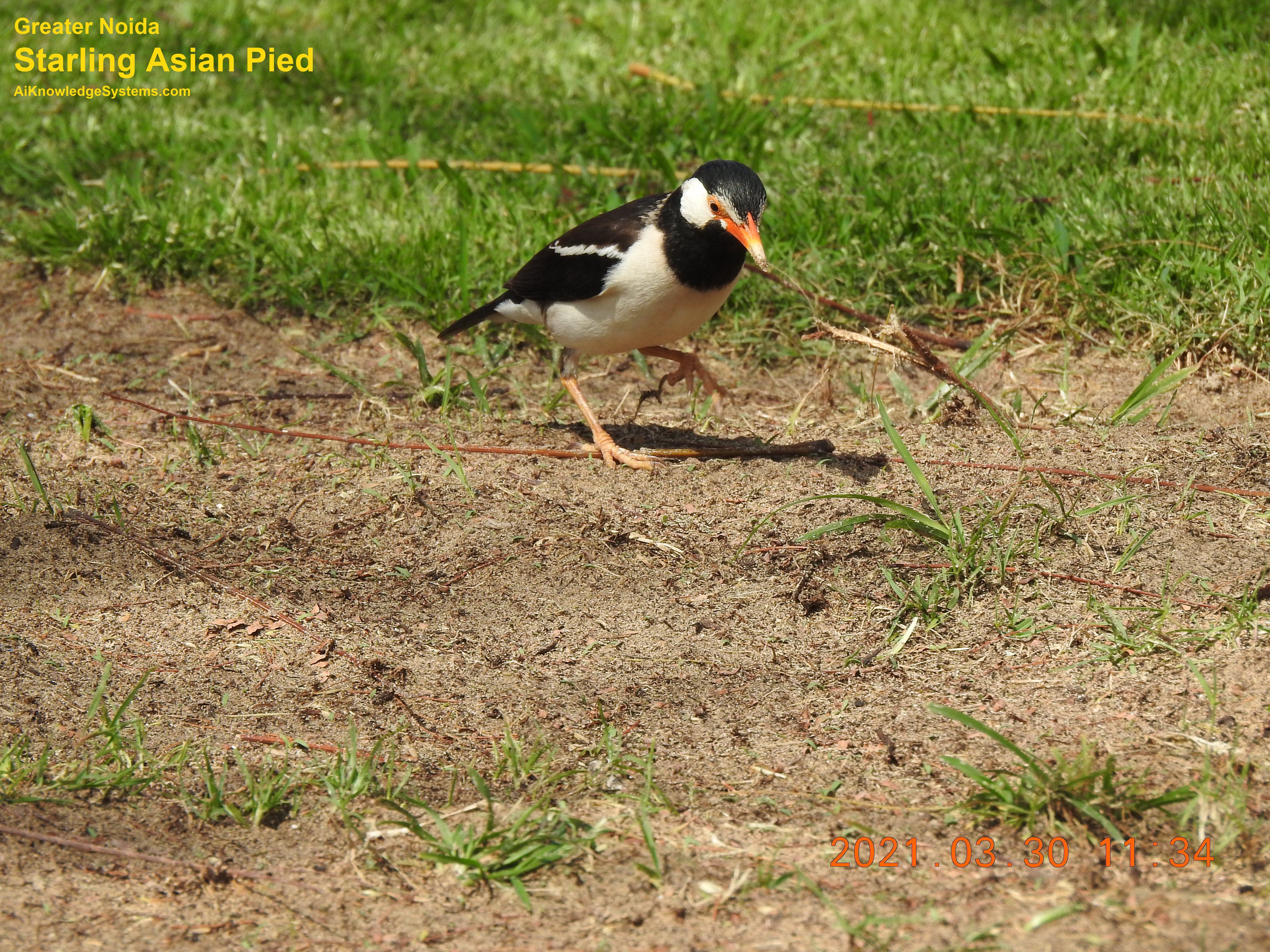 Starling Asian Pied (14) Coming Soon